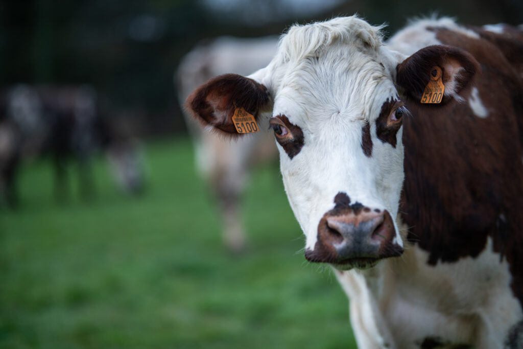 Vache de race normande pour les AOP de Normandie